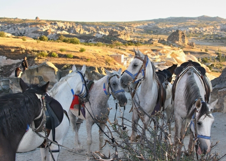 Horses in Capapdocia, Turkey の写真素材
