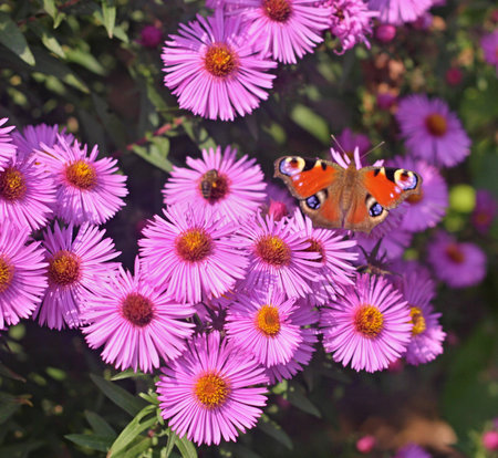 Butterfly and bee on violet  flower of dahlia  in the gardenの写真素材