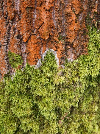 background of tree bark texture and green moss