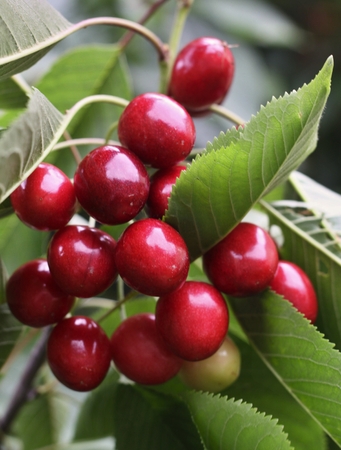 Red berry sweet cherry on a background of green leaves