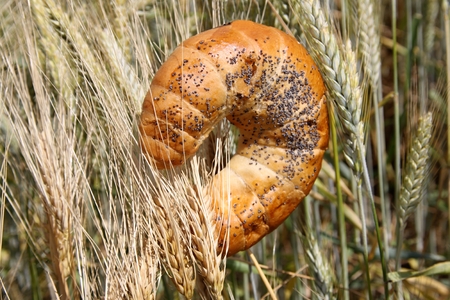 croissant and the ripe grain in the foreground and the backgroundの写真素材
