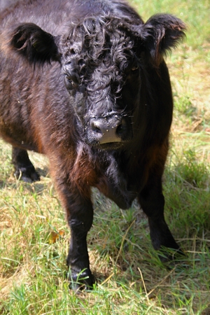 Young  brown and black bull on the grassの写真素材