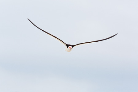 Skimmer flying toward viewer.の写真素材