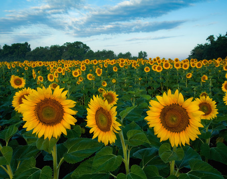 sunflower fieldの写真素材