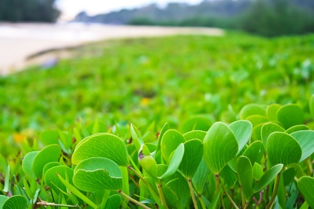 beach morning gloryの写真素材