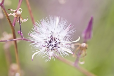 beautiful white flower on blur brown backgroundの写真素材