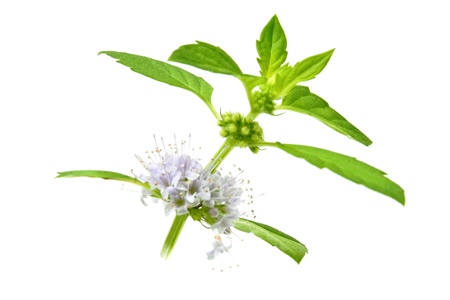 Green mint leaves and flowers isolated on white background