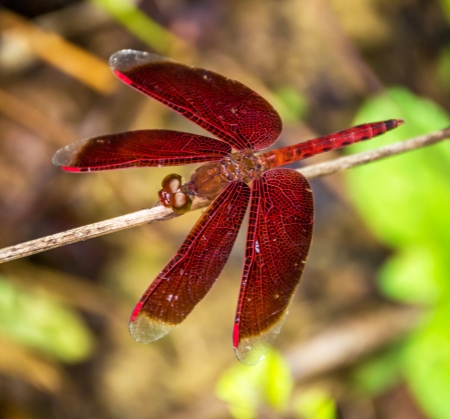 Red Dragonfly on dry branchesの写真素材