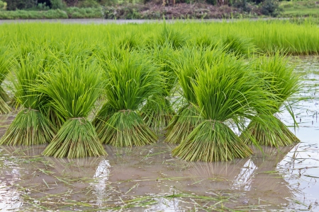 Rice field in countryside of Thailandの写真素材