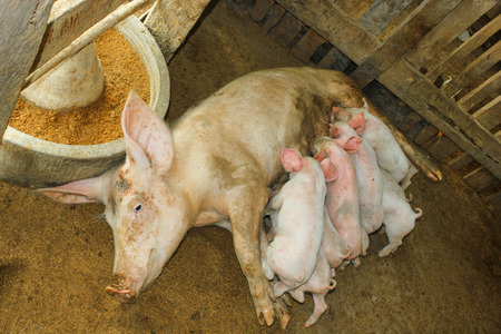 A sow with suckling pigletsの写真素材