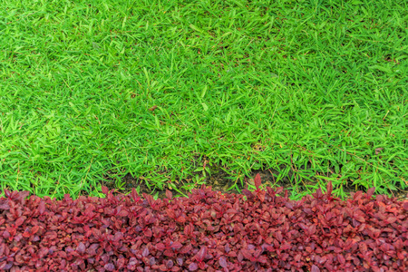 Green and red grass backgroundの写真素材