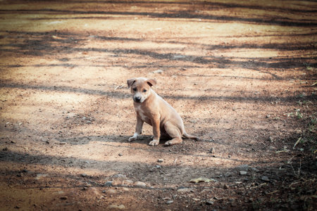 Local young dogの写真素材