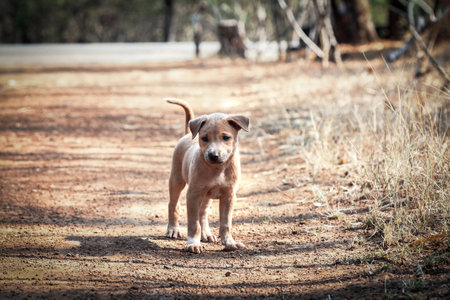 Local young dogの写真素材