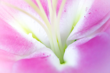Lily flower on backgroundの写真素材