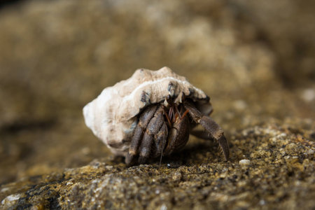 Hermit crabの写真素材