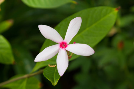 White flowerの写真素材