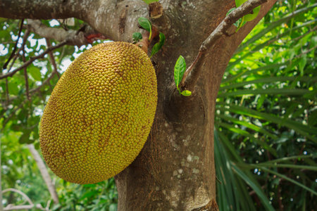 Jack fruit