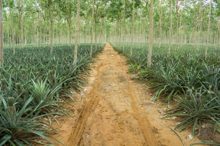 Pineapple plant field in rubber gardenの写真素材