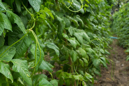 Yard long bean gardenの写真素材