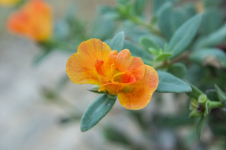 Common Purslane, Verdolaga, Pigweedの写真素材
