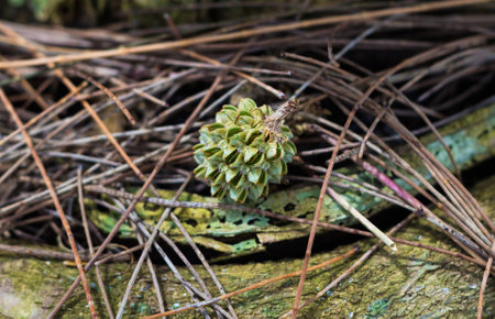 Pine cones on the groundの写真素材