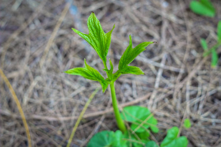 Seedlings plantの写真素材