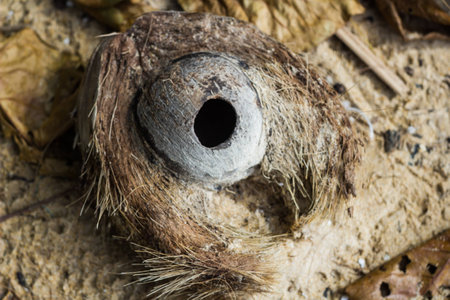 Dried coconut has holesの写真素材