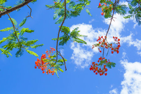Peacock treeの写真素材