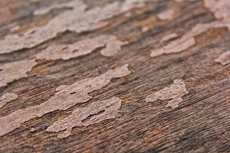Bark of Treeの写真素材