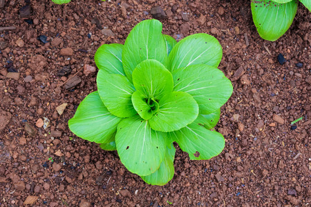 Canton vegetableの写真素材