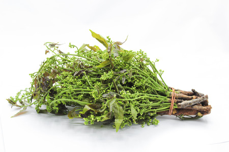 Neem plantの写真素材