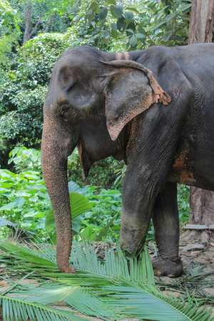 Elephant in Thailand