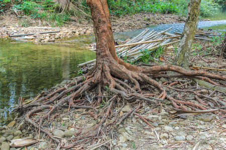 Tree rootsの写真素材