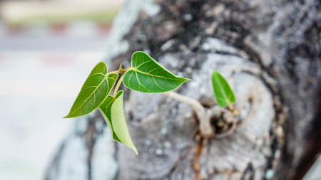 Religiosa Pipal Tree, Bohhi leaf, Bo Tree, Peepul, Ficusの写真素材