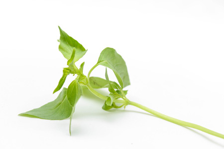 &#3655;Hoary basil or lemon basilの写真素材