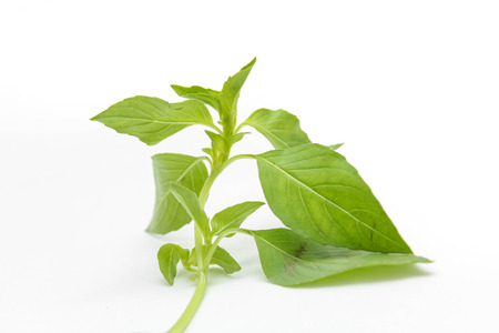 &#3655;Hoary basil or lemon basilの写真素材