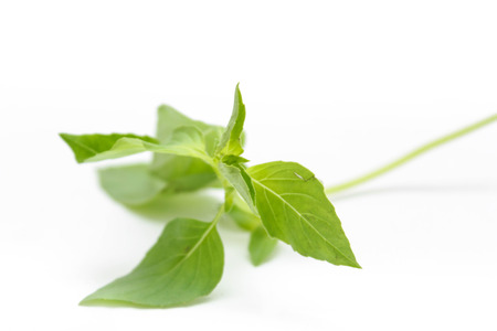 &#3655;Hoary basil or lemon basilの写真素材