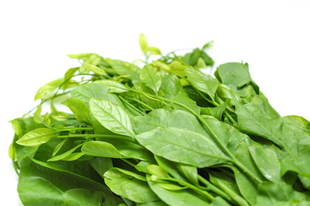 Pak-wan Treeの写真素材