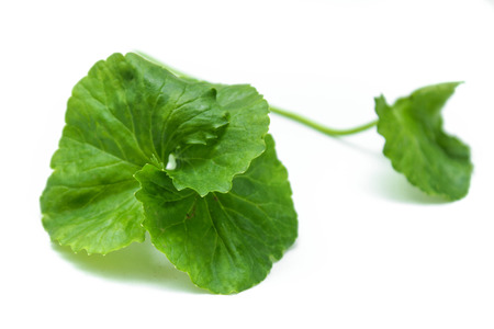 gotu kola leavesの写真素材