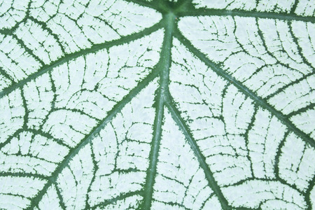 Close up the Fancy Leaved Caladium