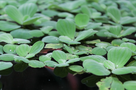 Duckweedの写真素材