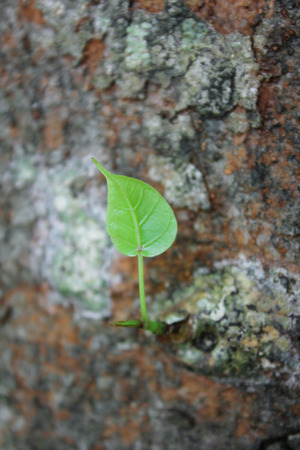 Pho Or Bodhi Leave On Treeの写真素材