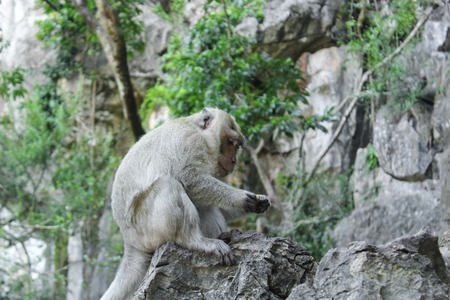 Monkey
