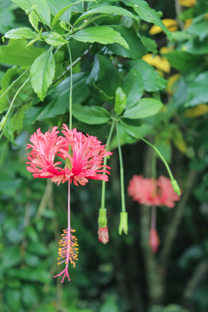 red hibiscus flower or Chinese roseの写真素材