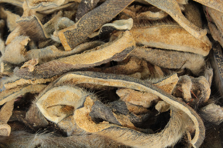 Dried buffalo skinsの写真素材