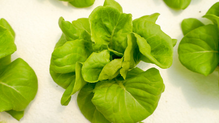 Hydroponic organicの写真素材