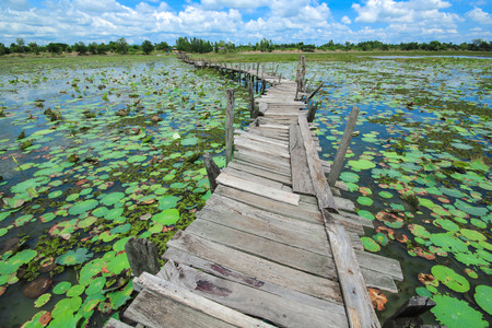 wooden bridge in lotus pondの写真素材