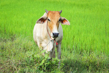 Cow in the green rice fieldの写真素材