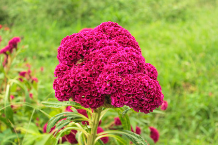 pink cockcomb flower in natureの写真素材