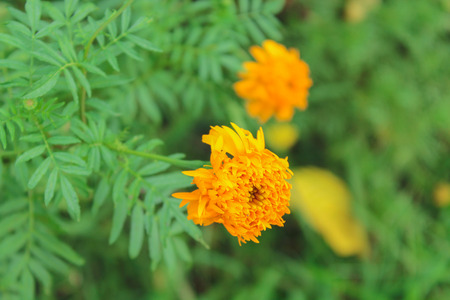 Marigolds (Tagetes erecta, Mexican marigold, Aztec marigold, African marigold)の写真素材